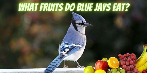 do blue jays eat fruit